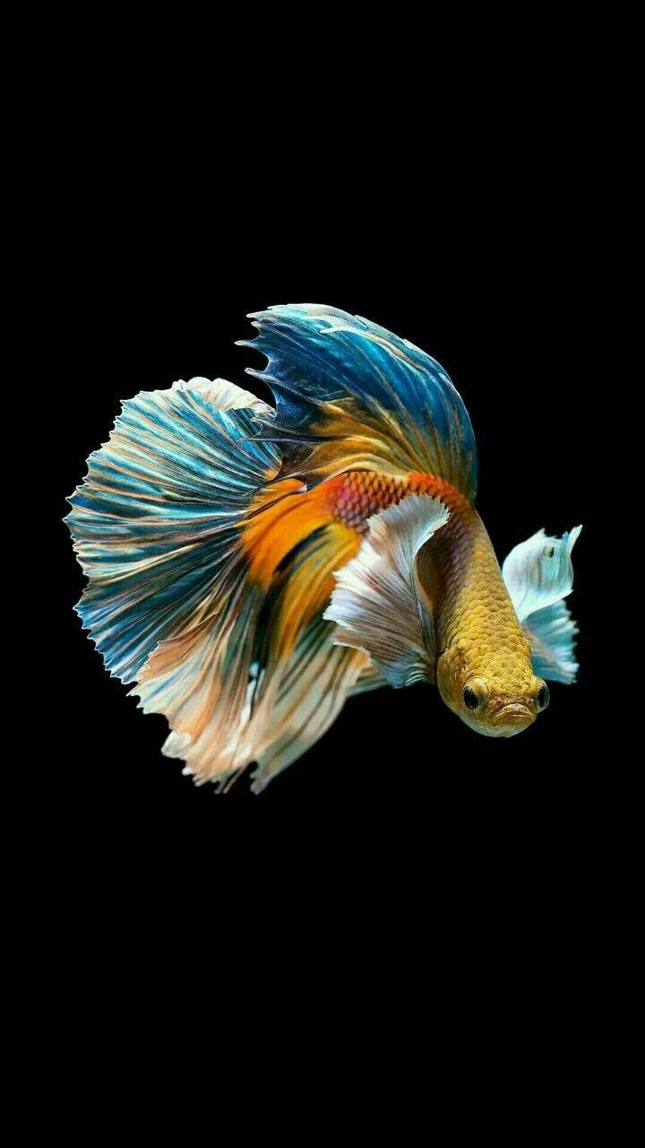 ảnh nền cá betta 0022