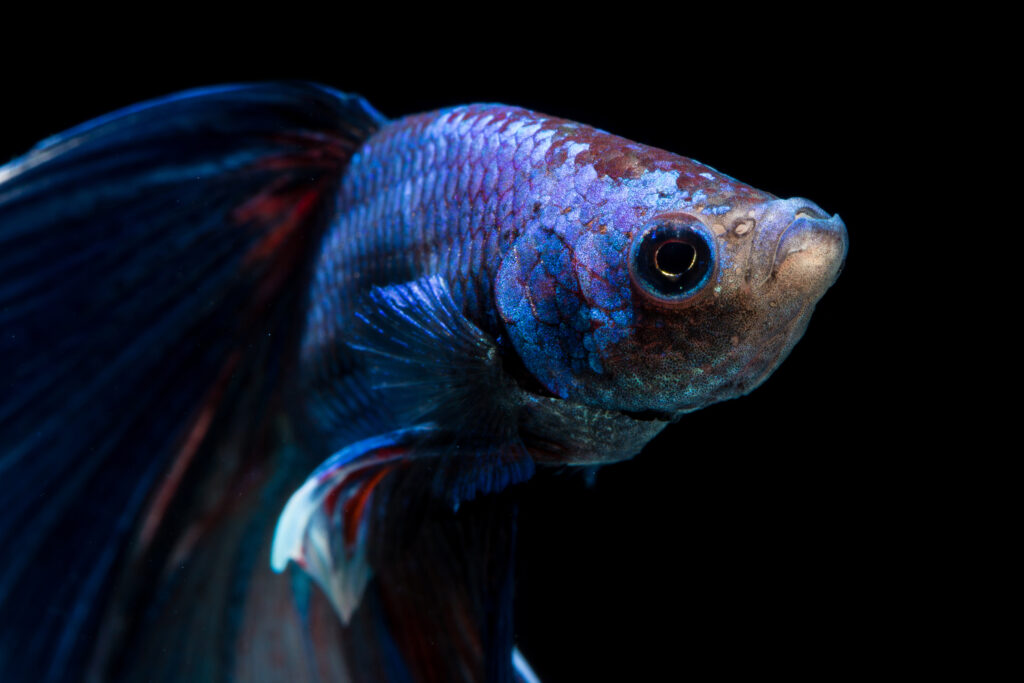 ảnh nền cá betta 0023