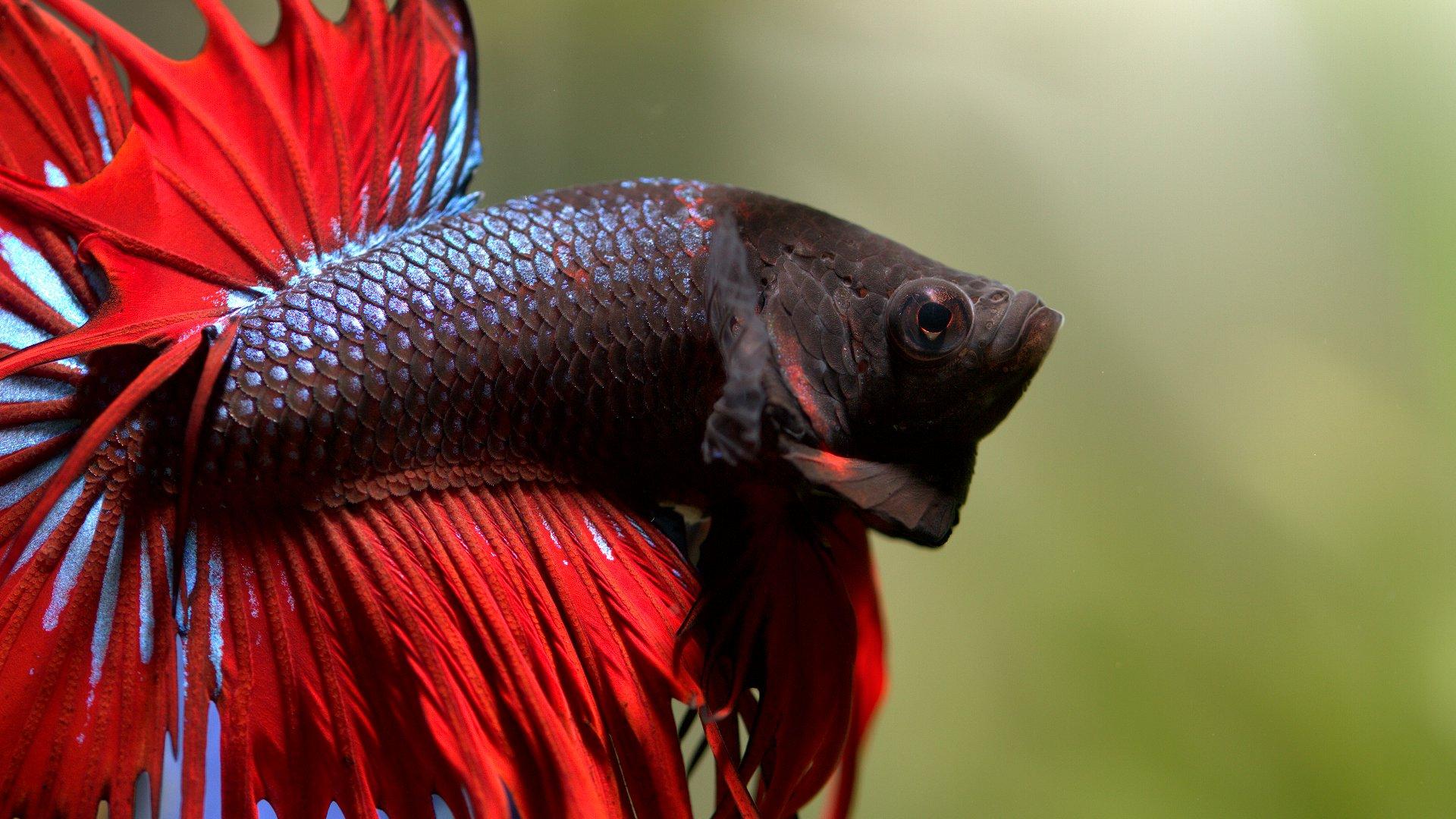 ảnh nền cá betta 0026