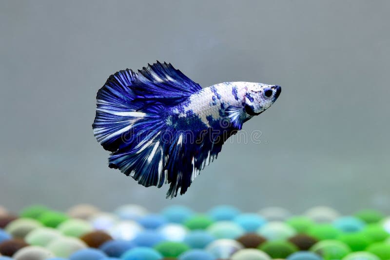 ảnh nền cá betta 0028