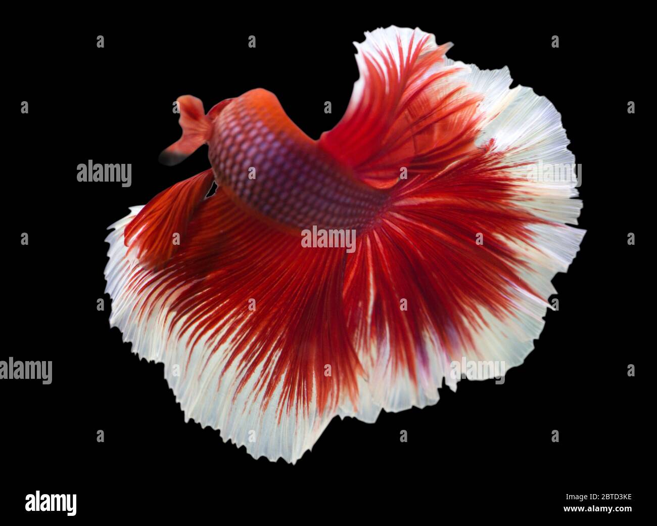 ảnh nền cá betta 0029