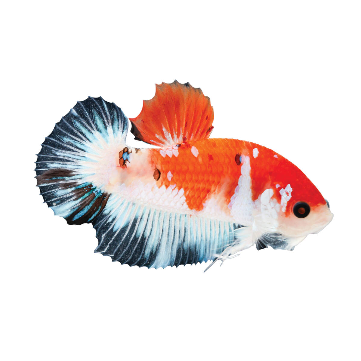 ảnh nền cá betta 0030