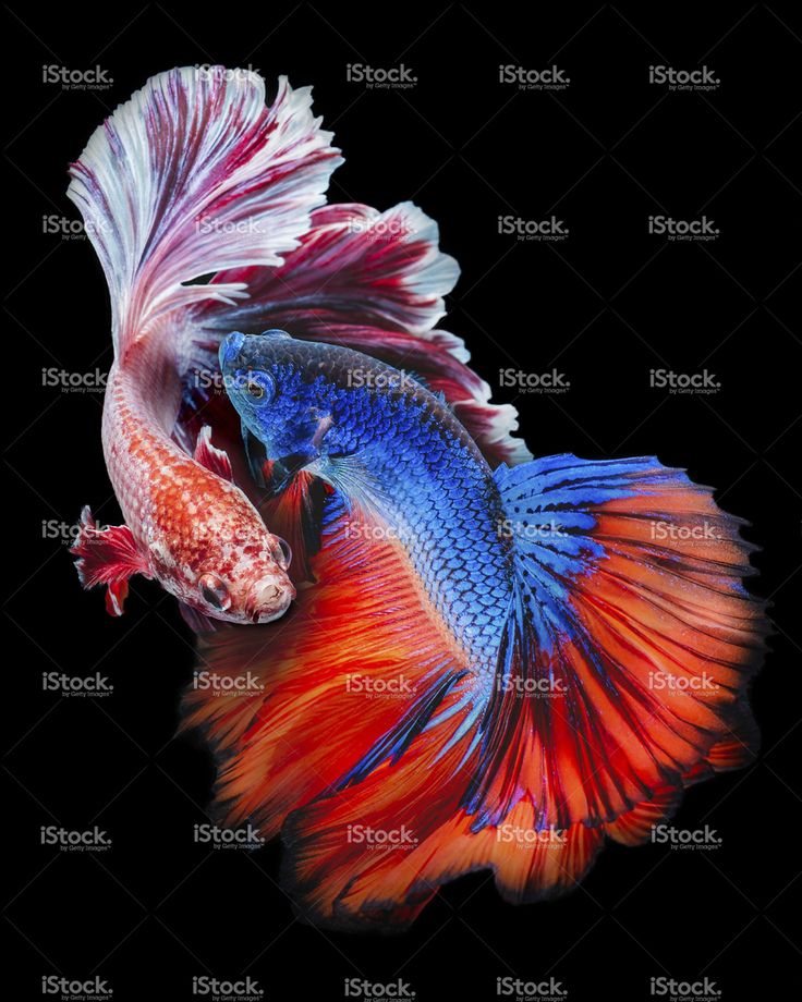 ảnh nền cá betta 0031