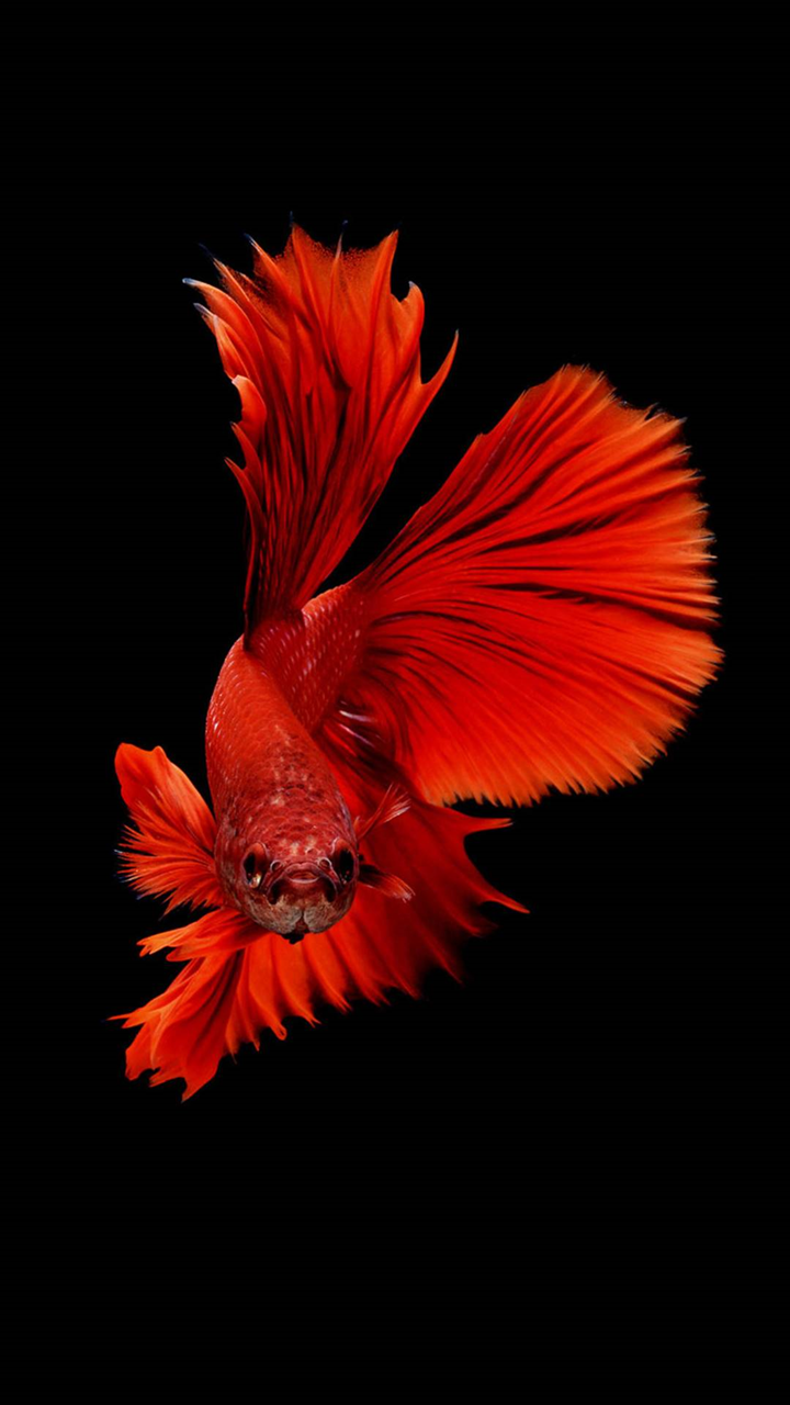 ảnh nền cá betta 0033