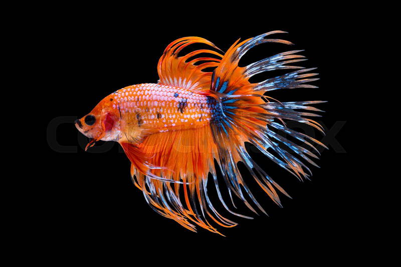 ảnh nền cá betta 0034