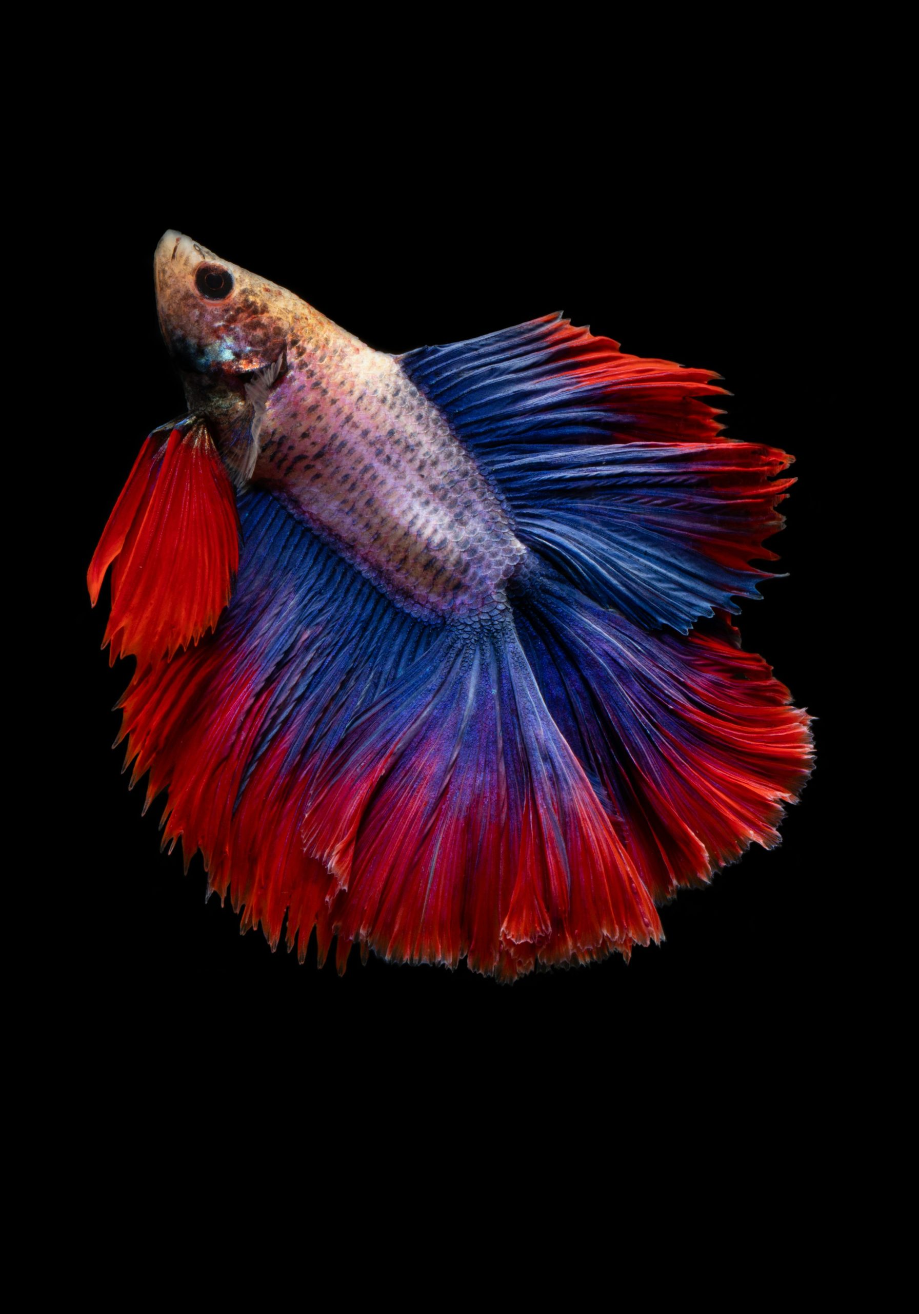 ảnh nền cá betta 0041