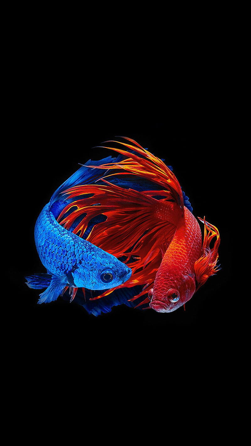 ảnh nền cá betta 0042