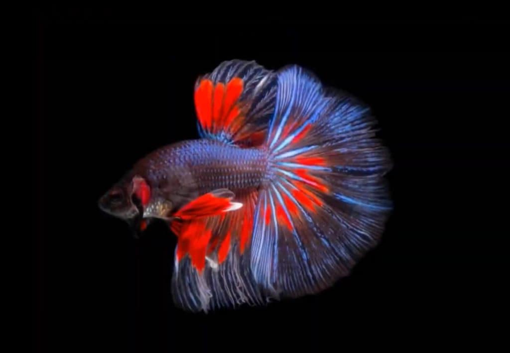 ảnh nền cá betta 0044