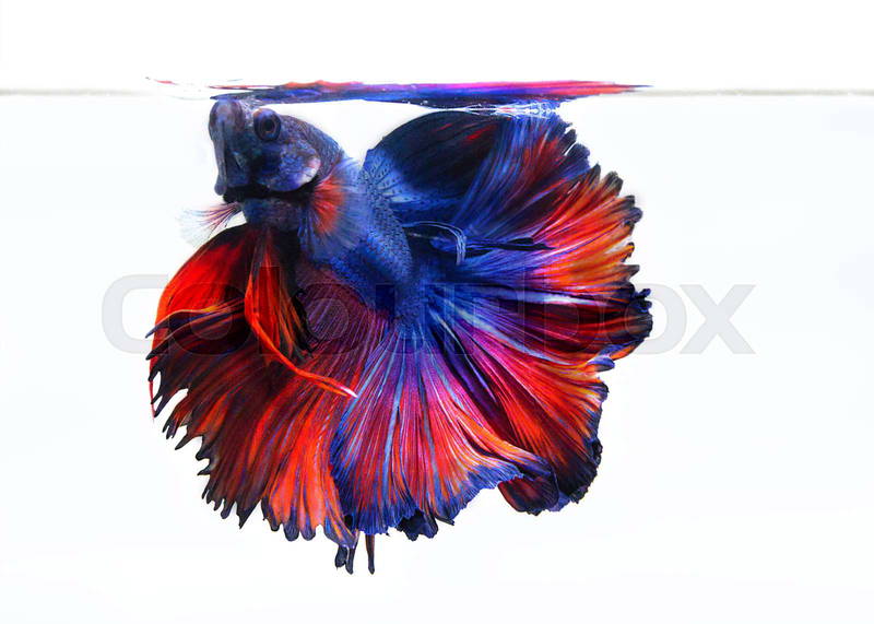 ảnh nền cá betta 0052