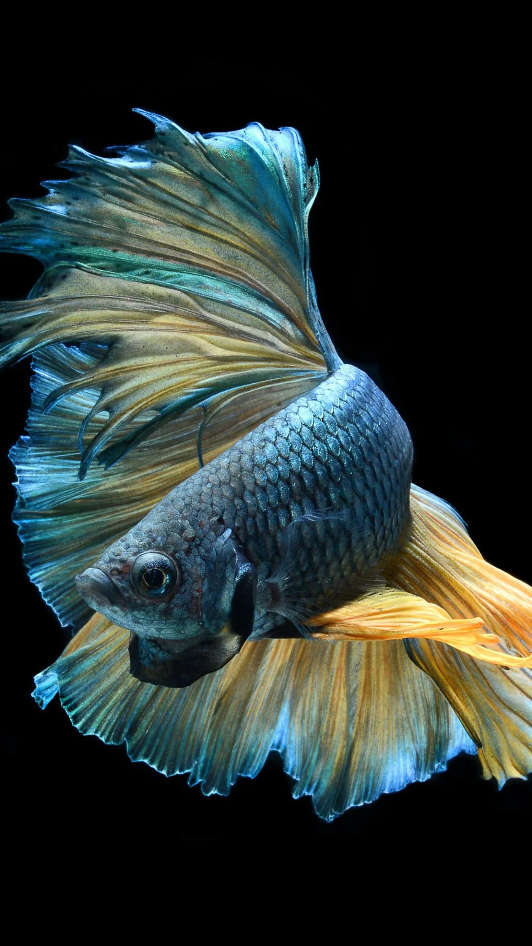 ảnh nền cá betta 0056