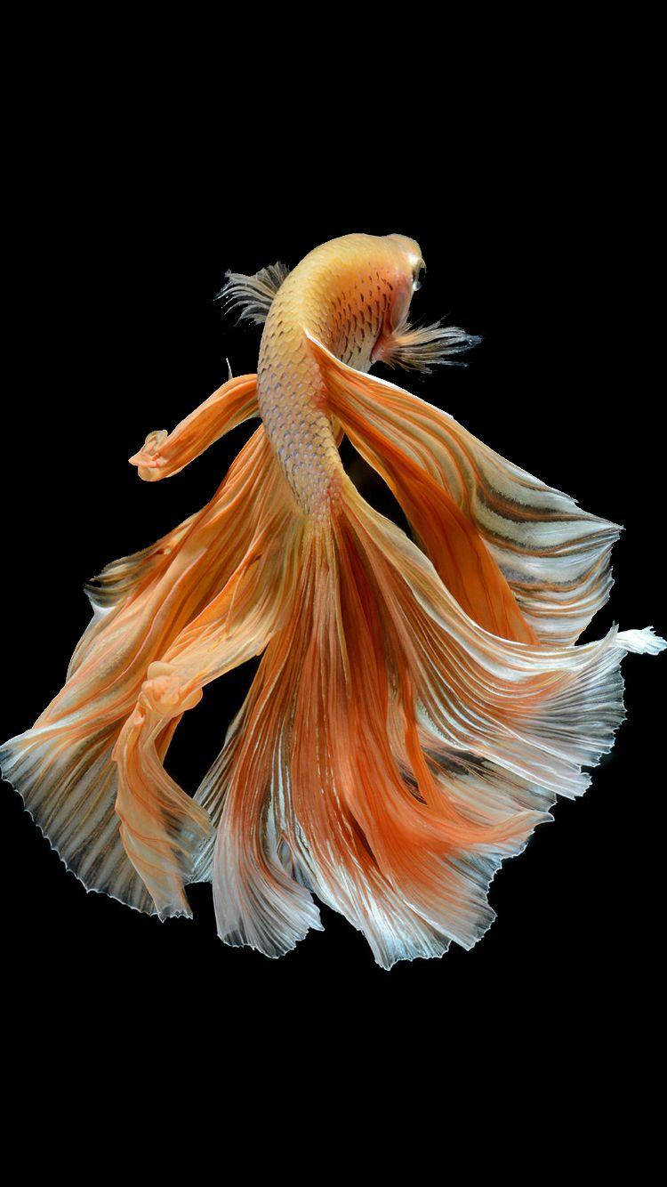 ảnh nền cá betta 0058