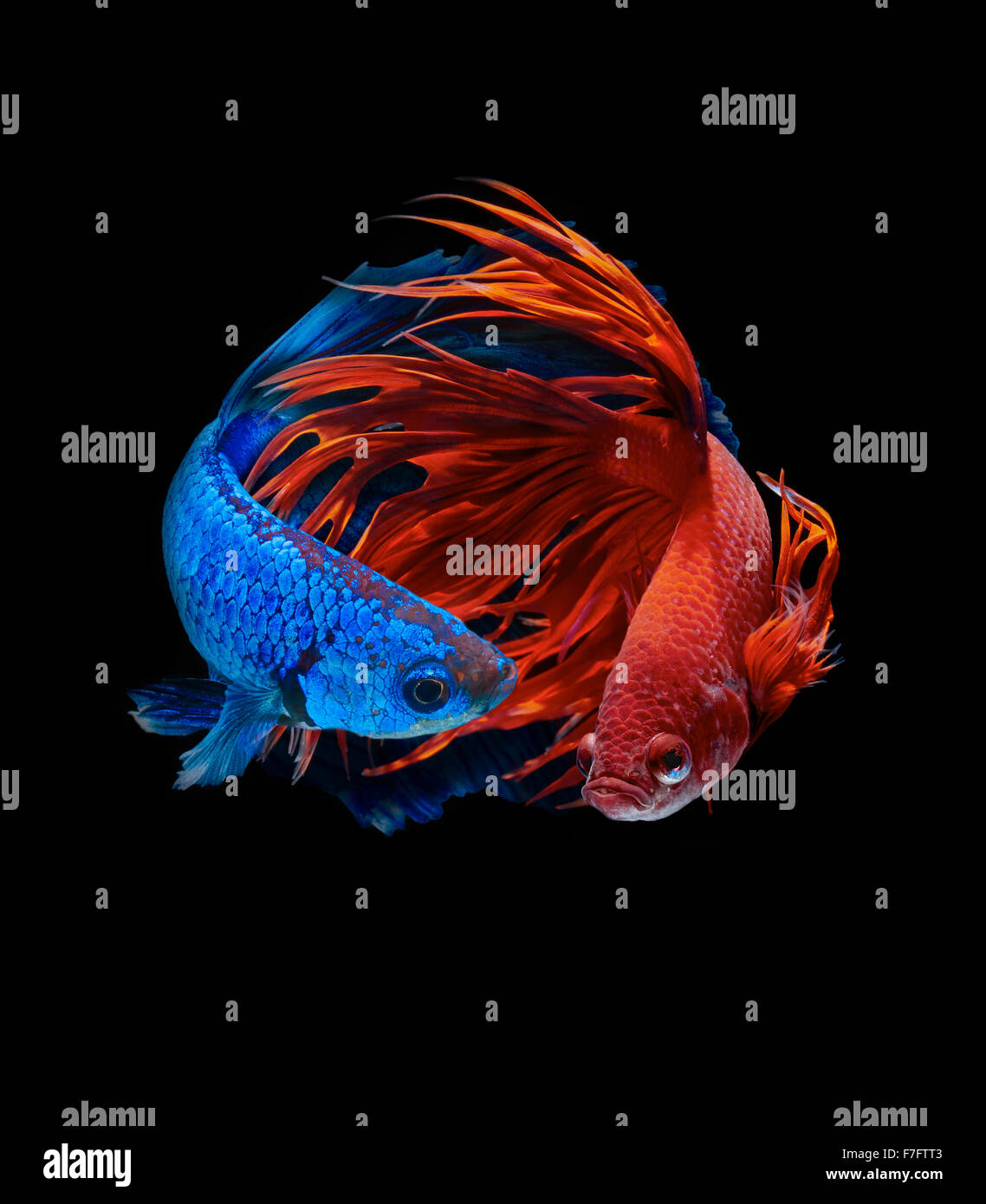 ảnh nền cá betta 0059