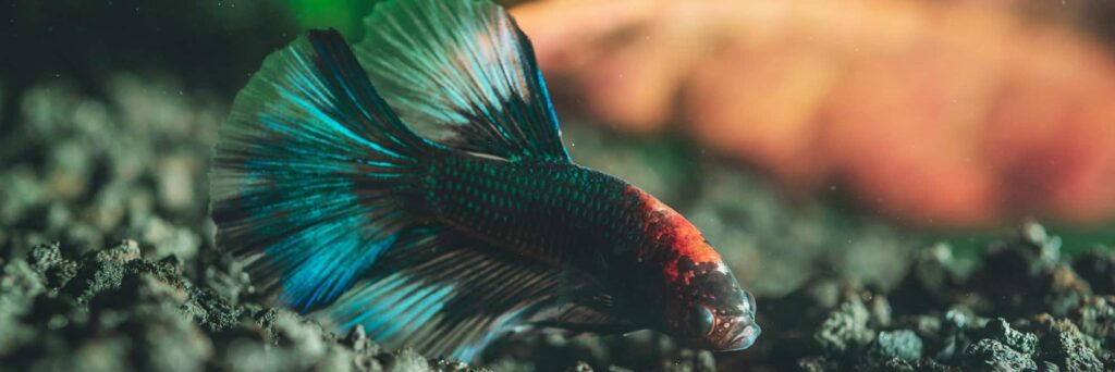 ảnh nền cá betta 0060