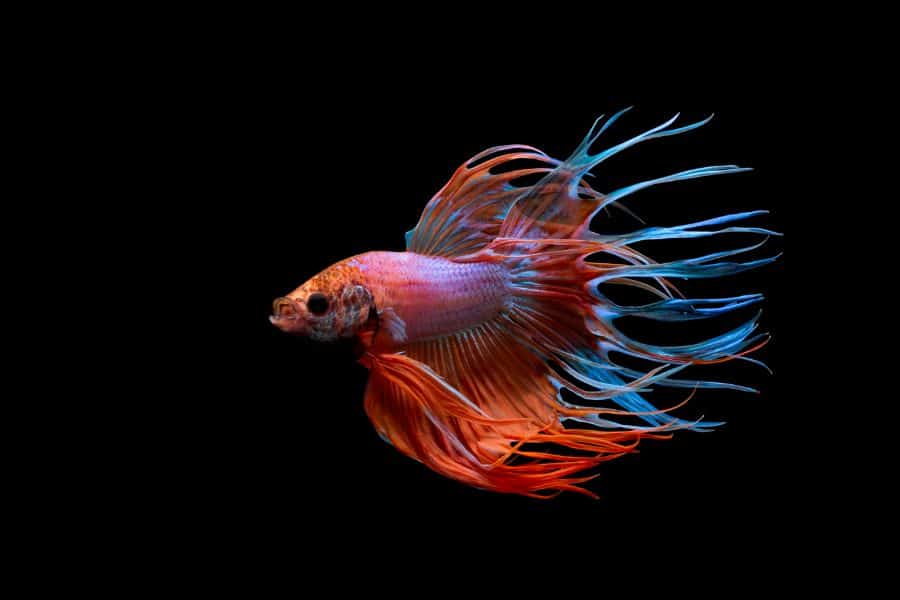 ảnh nền cá betta 0061