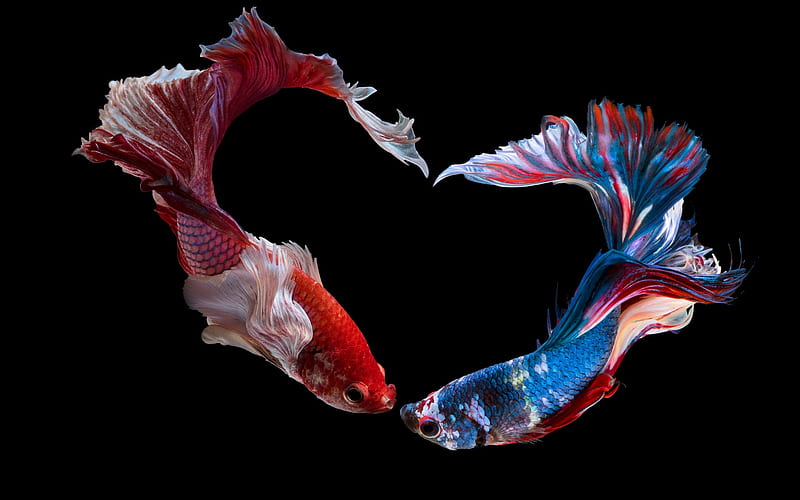 ảnh nền cá betta 0062