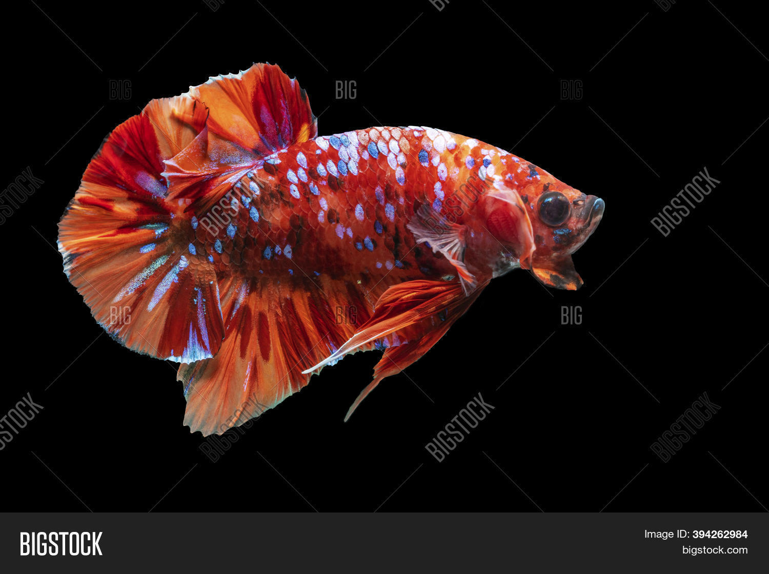 ảnh nền cá betta 0063