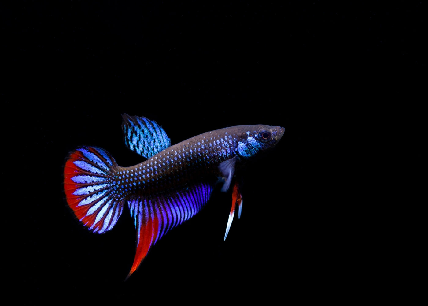 ảnh nền cá betta 0065