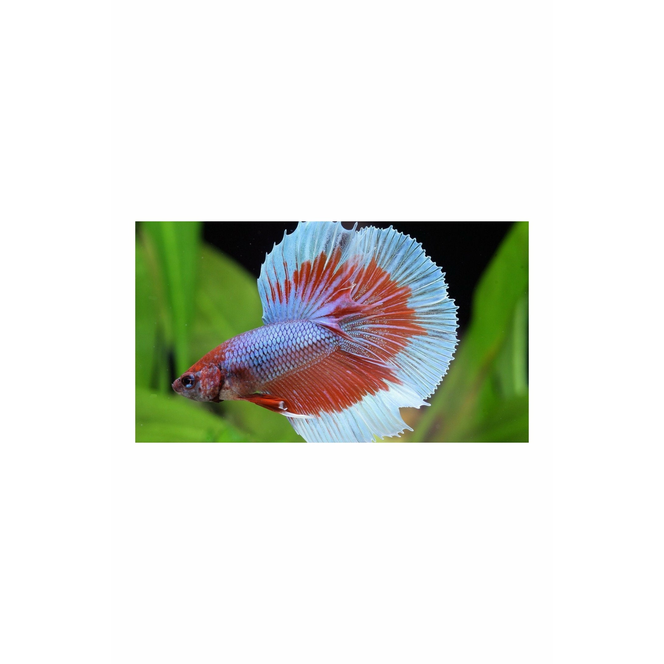 ảnh nền cá betta 0066