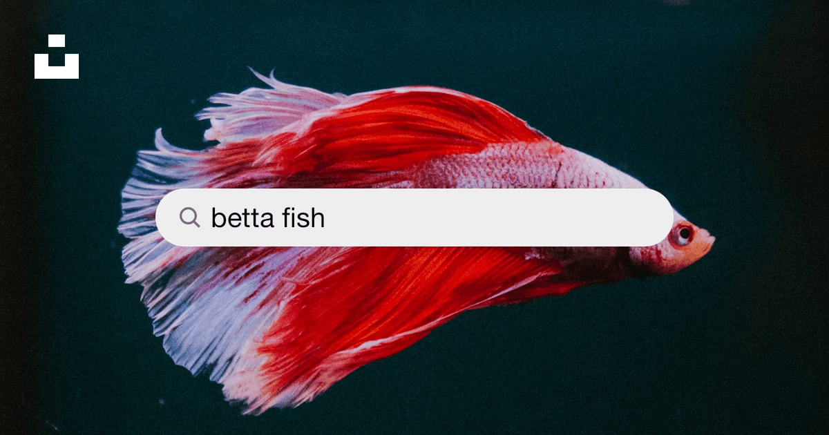 ảnh nền cá betta 0068