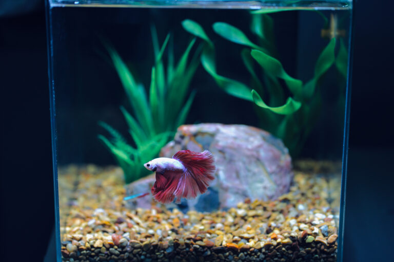 ảnh nền cá betta 0074