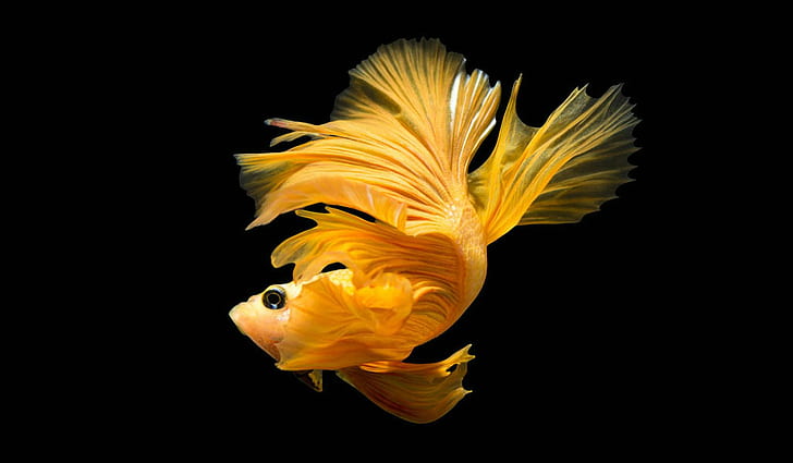 ảnh nền cá betta 0076