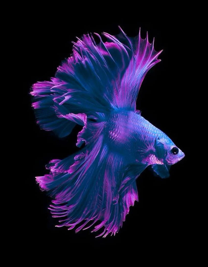 ảnh nền cá betta 0080