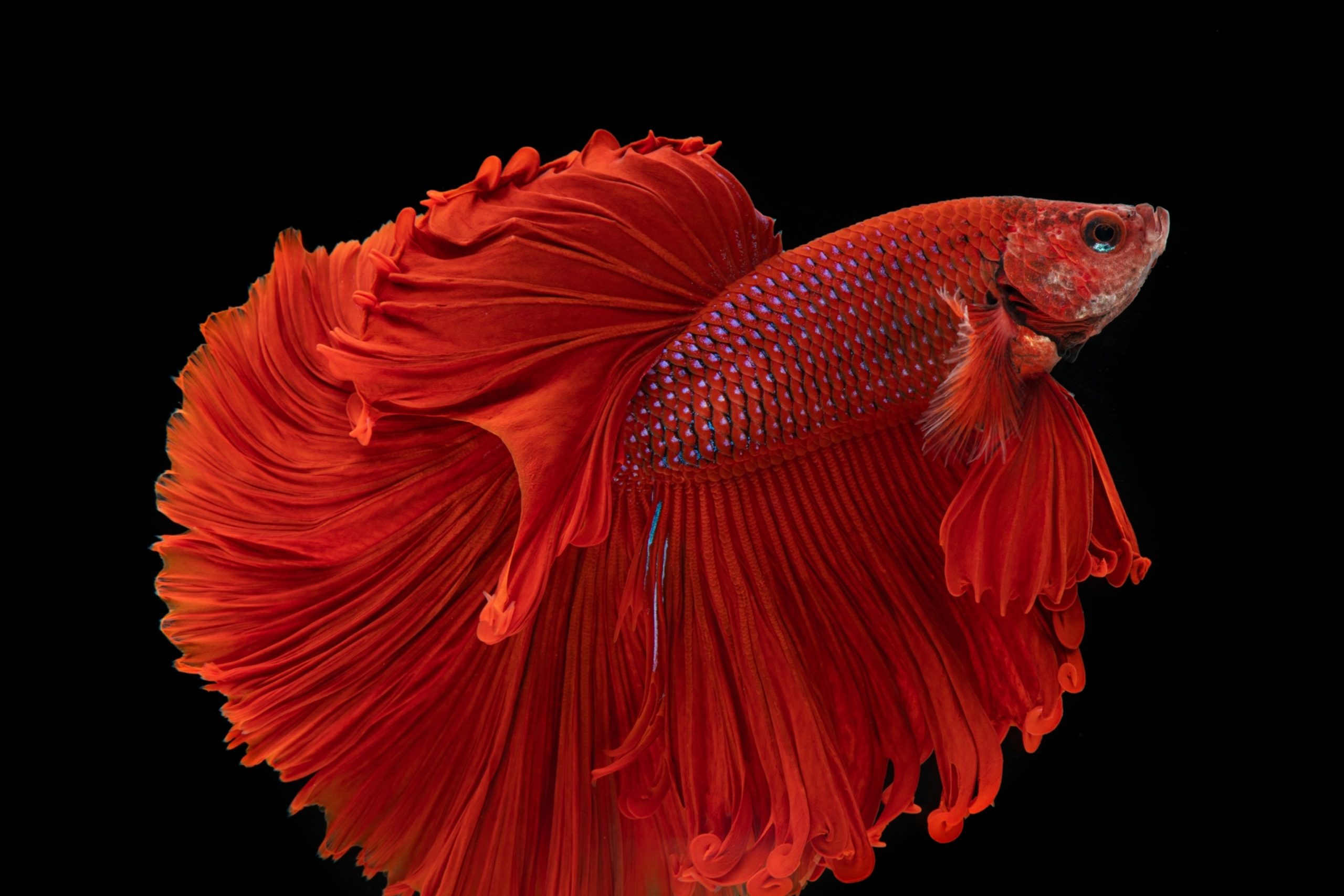 ảnh nền cá betta 0081