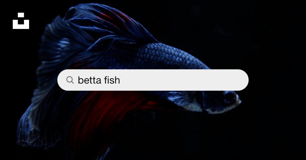 ảnh nền cá betta 0083