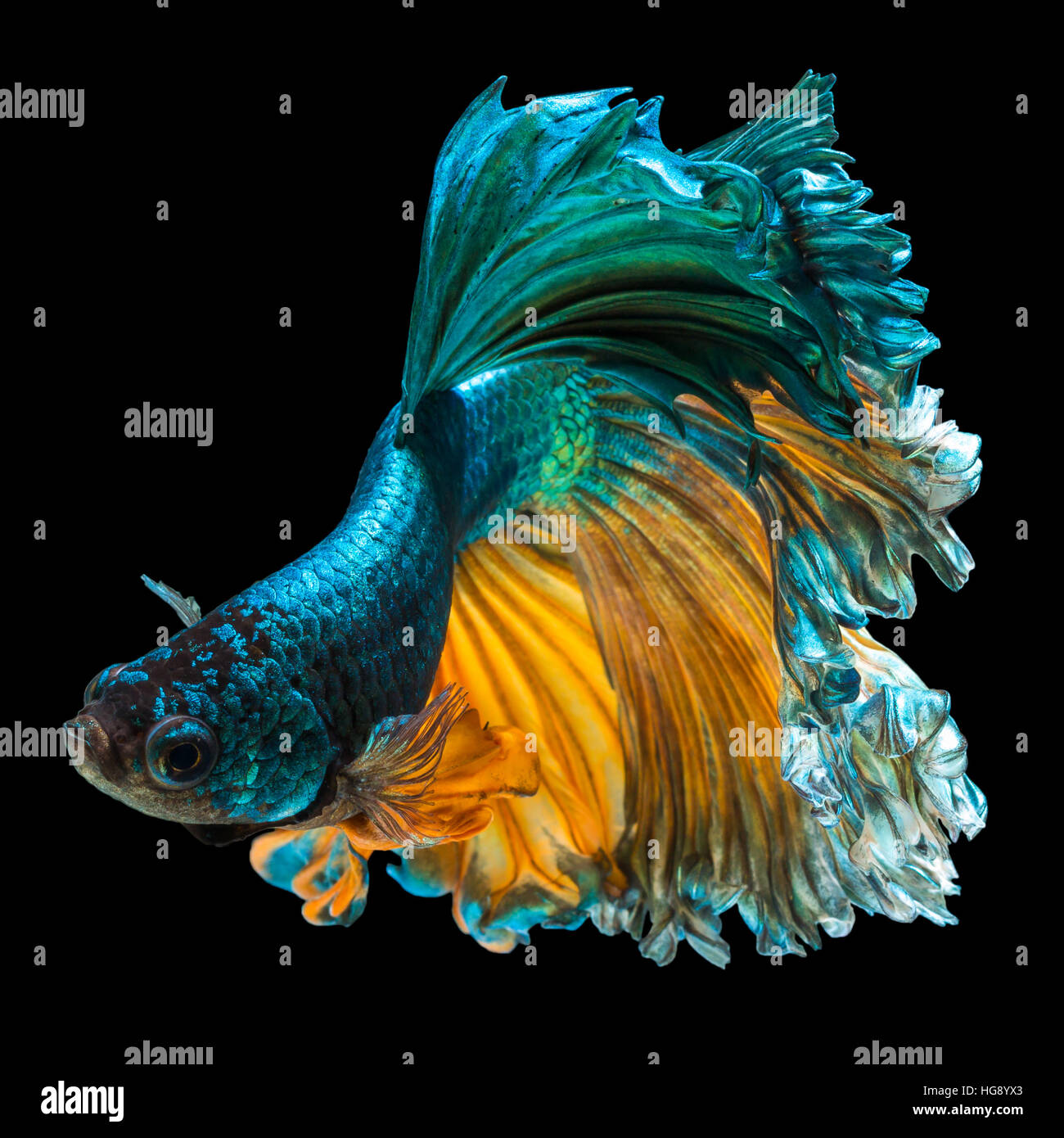 ảnh nền cá betta 0084