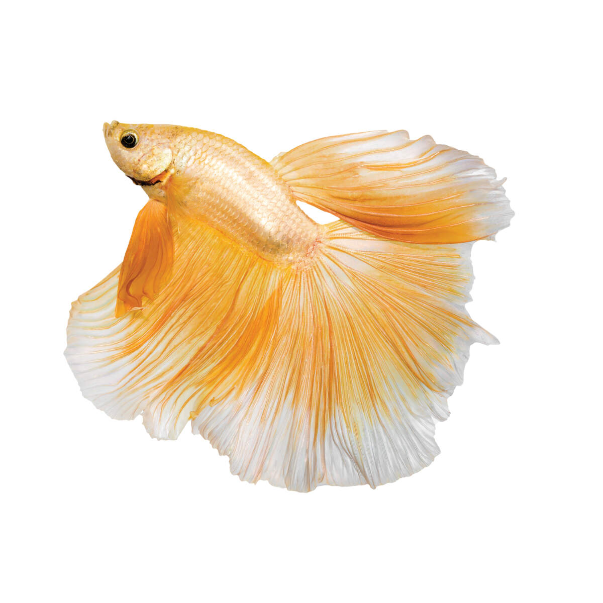 ảnh nền cá betta 0090