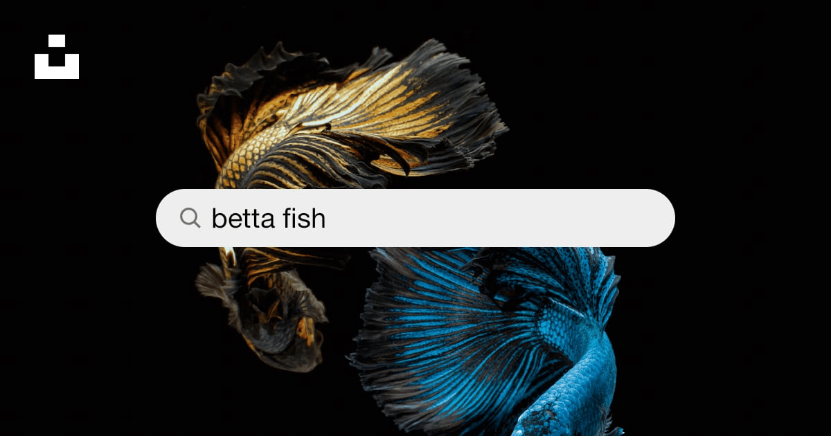 ảnh nền cá betta 0093