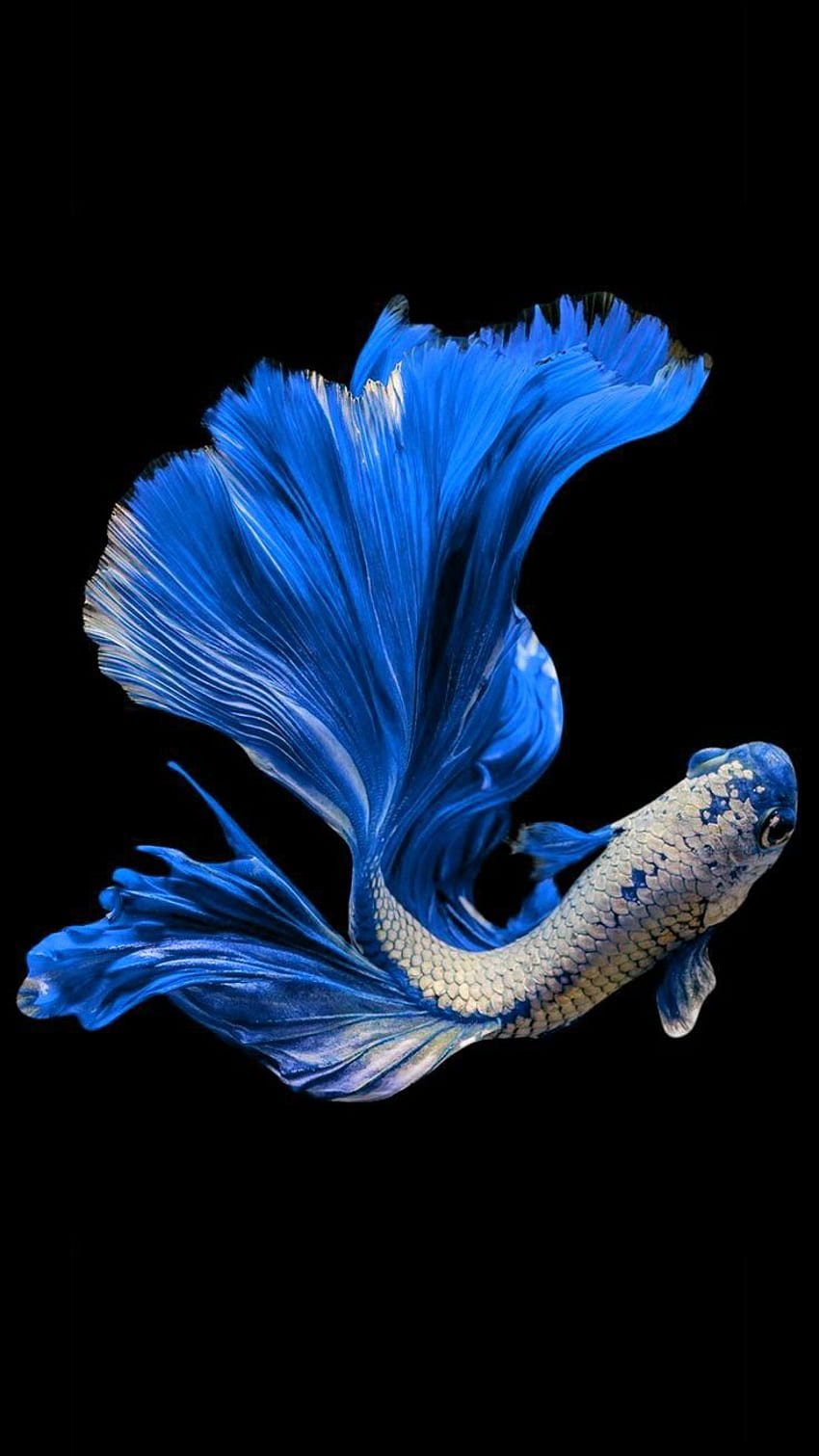 ảnh nền cá betta 0094