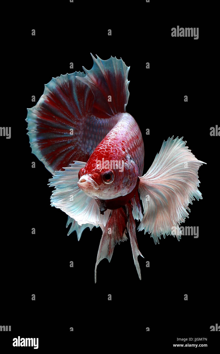 ảnh nền cá betta 0096