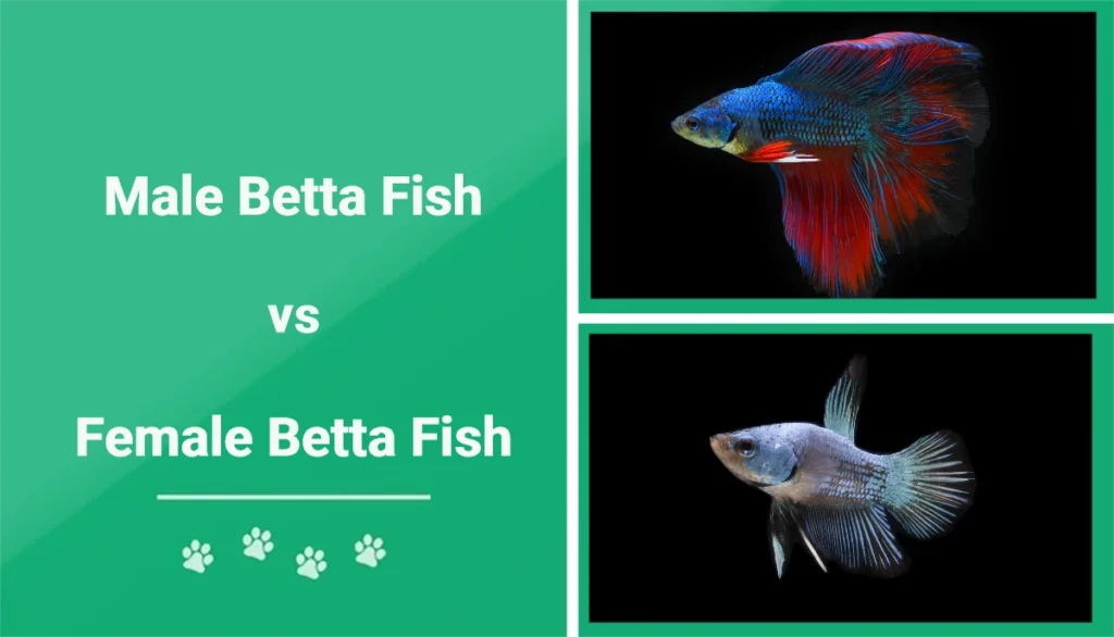 ảnh nền cá betta 0098