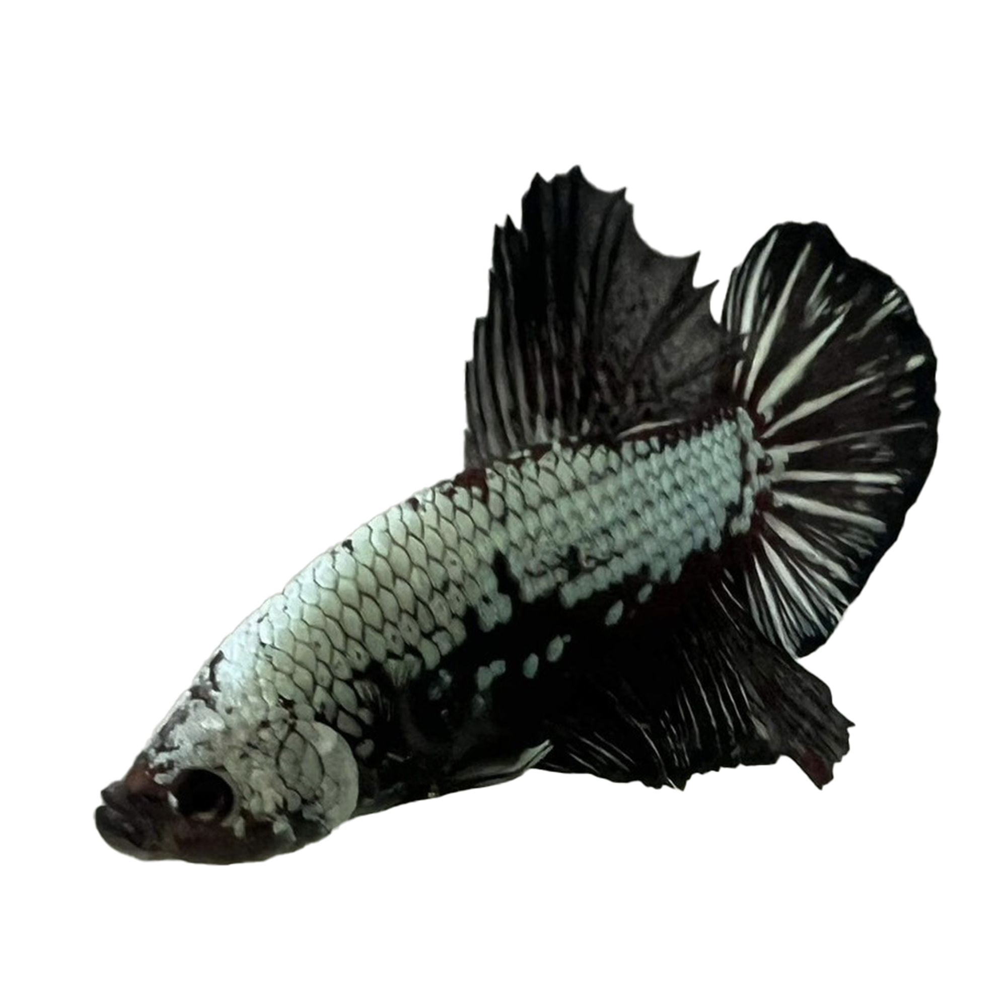 ảnh nền cá betta 0099