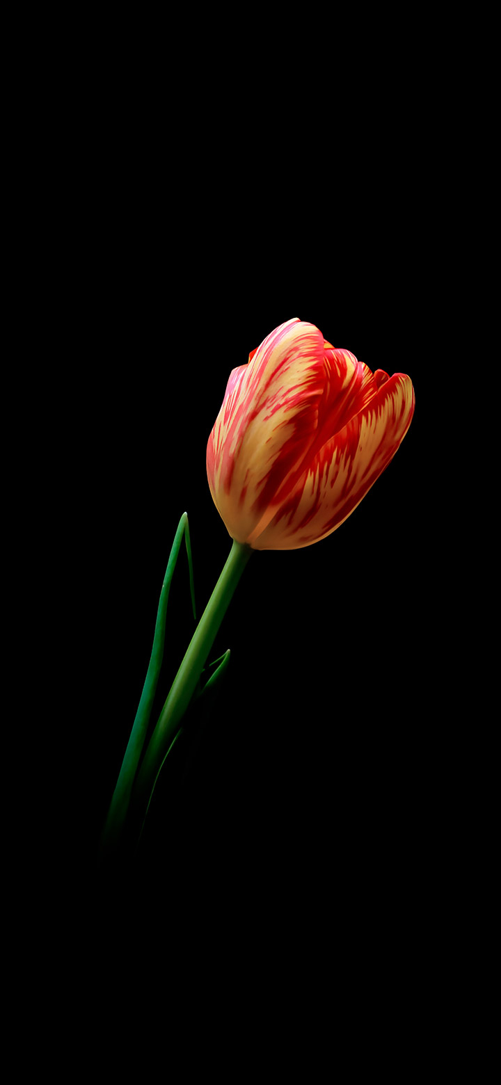 Ảnh nền hoa tulip 4k – thêm phần quyến rũ cho màn hình bạn