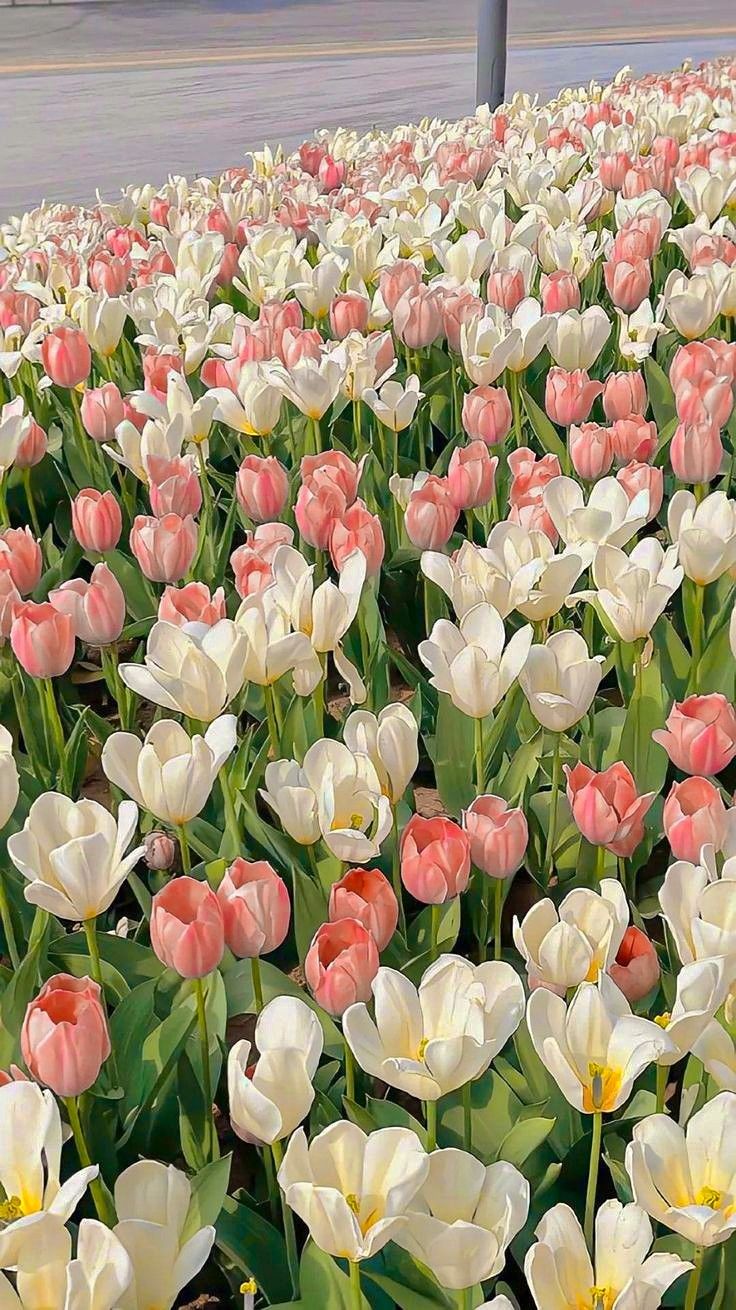 ảnh nền hoa tulip 0021