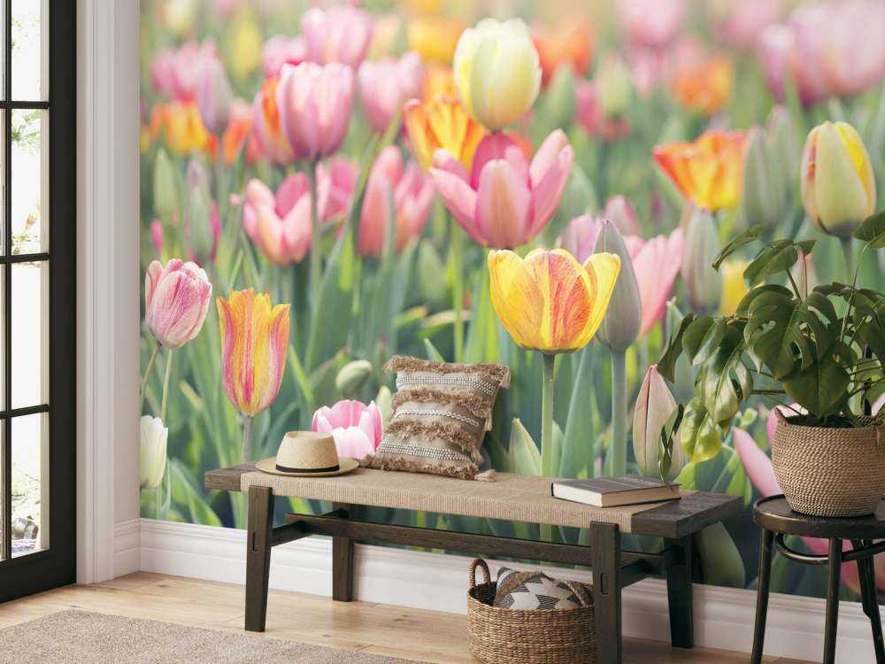 ảnh nền hoa tulip 0027