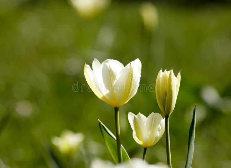 ảnh nền hoa tulip 0033