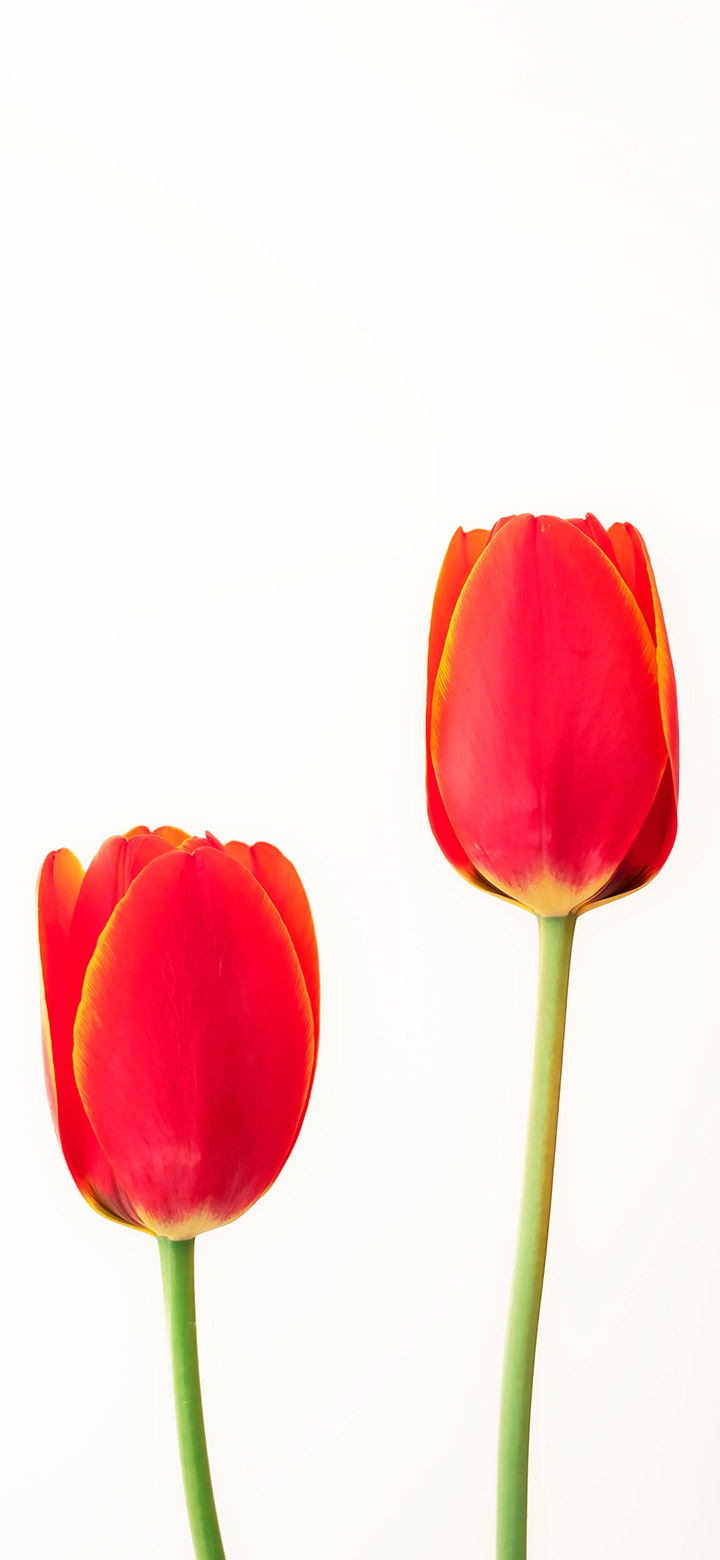 ảnh nền hoa tulip 0034