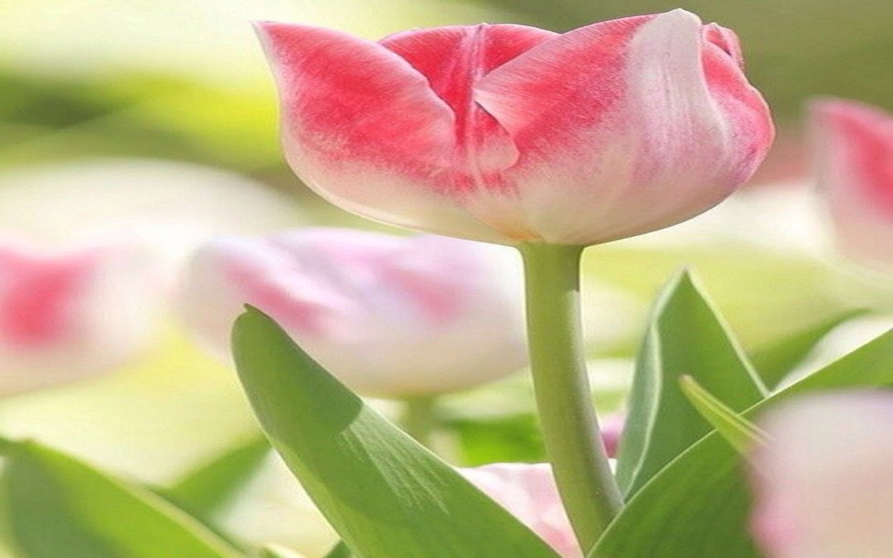 ảnh nền hoa tulip 0048