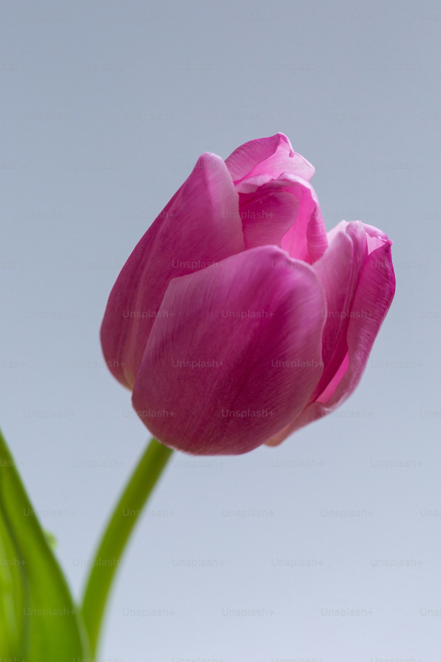 ảnh nền hoa tulip 0058