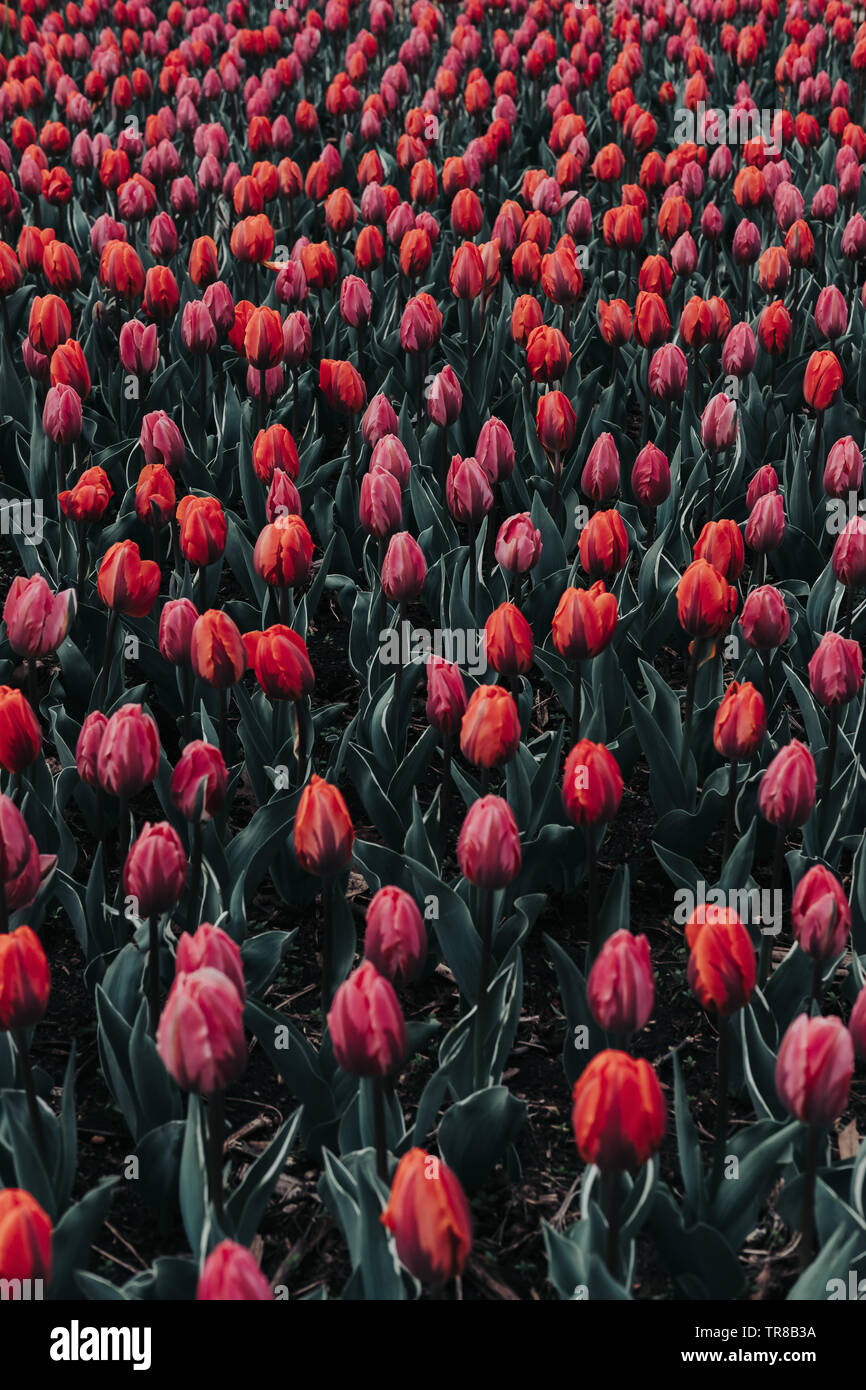 ảnh nền hoa tulip 0060