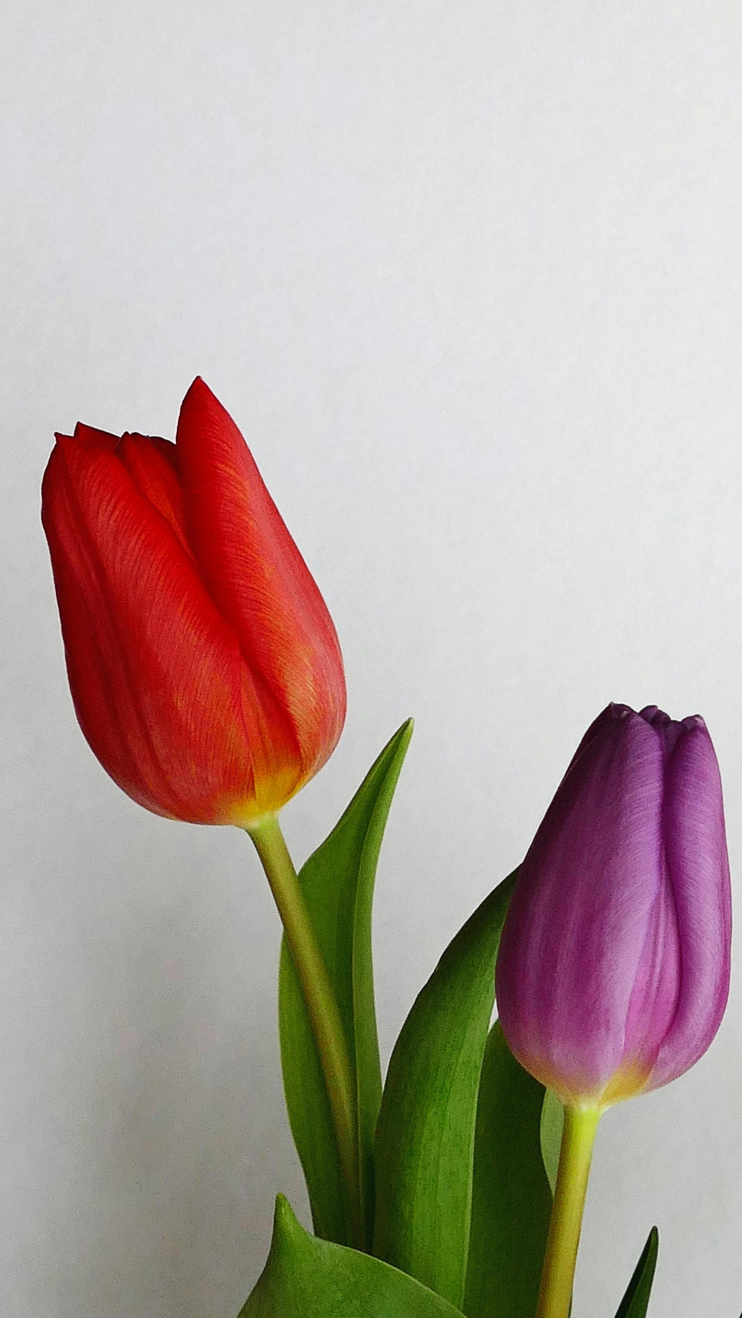 ảnh nền hoa tulip 0067