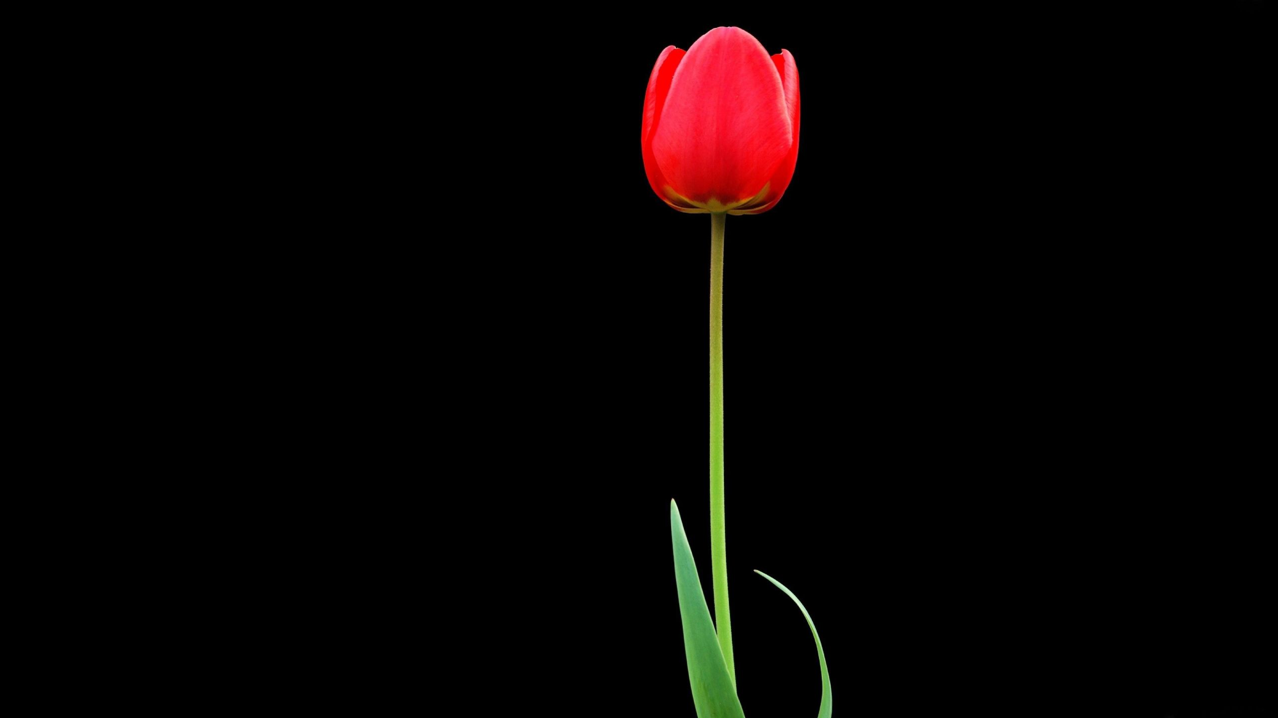 ảnh nền hoa tulip 0092