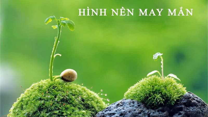 ảnh nền ma 0043