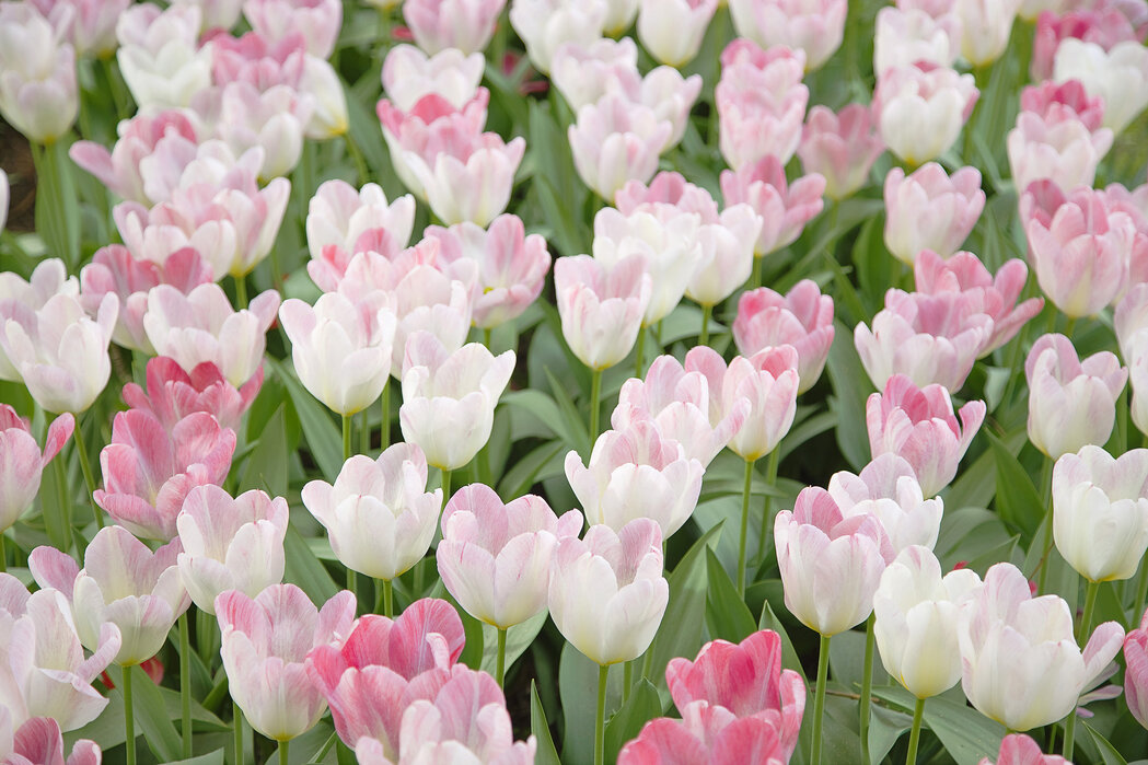 hình nền 4k hoa tulip nghệ thuật