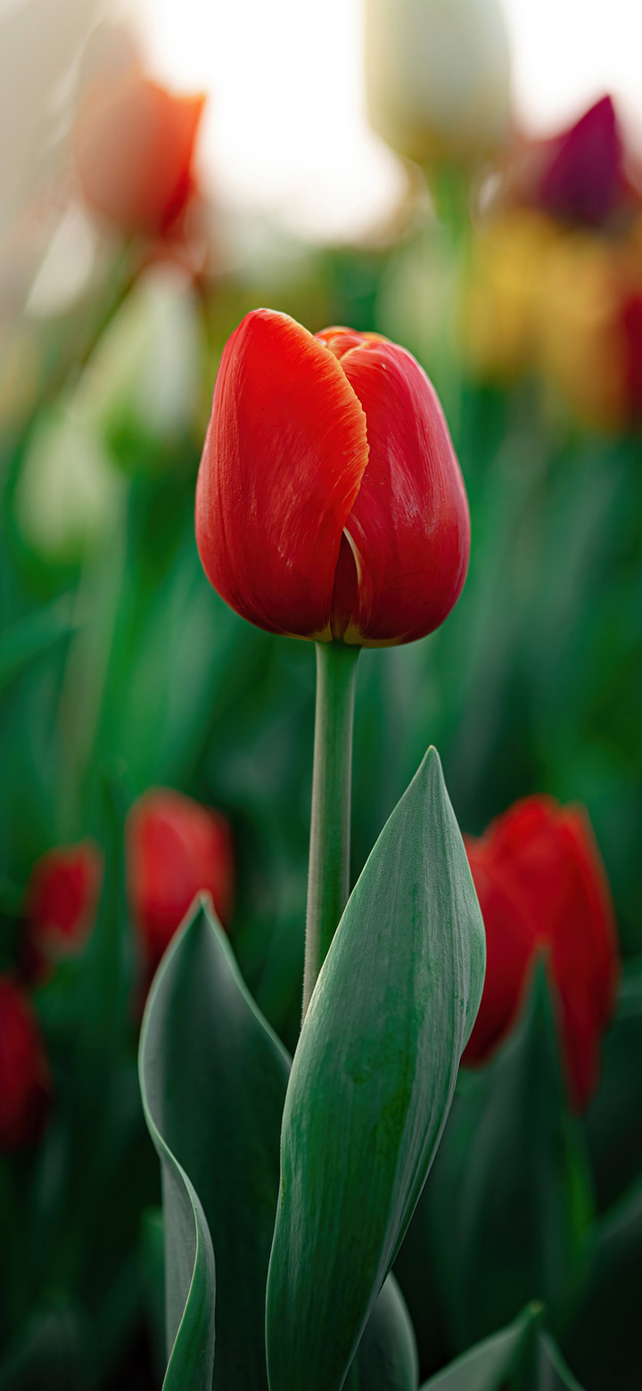 hình nền hoa tulip trong công viên